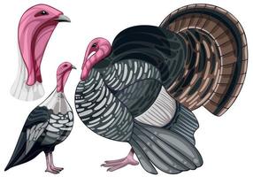 The hand drawn set of turkeys. The breed of Croll witzer turkey vector