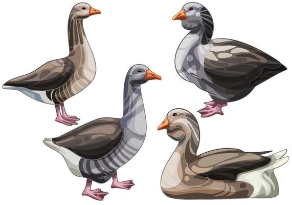 Set of hand drawn goose, The breed of Toulouse goose