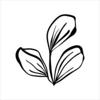 Hand drawn doodle plant. Minimalistic vector leaves. Botanical illustration.