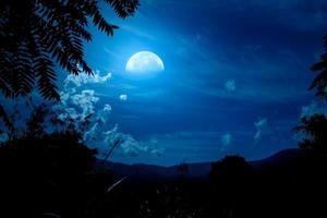 Beautiful night scenery with tree silhouette and moonlight photo