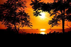Tree silhouette on sunset with sea view photo