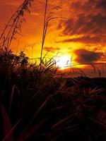 Dramatic sunset shot with grass and grass silhouette photo