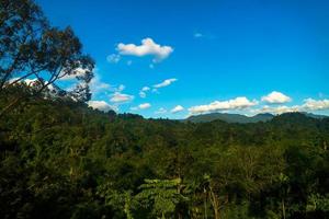 Mountain forest on sunny day photo