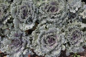 Top view of Purple cabbage flower leaves. Row of Purple cabbage flower. photo