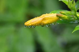 Yellow bud of flower is on branch and green leaves, droplets are on petal of flower and blur background. photo