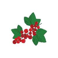 Realistic red currant with leaves vector