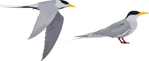 River Tern Bird vector