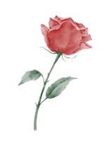 Vector illustration of Red Rose with green leaves. Hand drawn sketch of blooming Flower for wedding invitations or greeting cards. Imitation of Watercolor