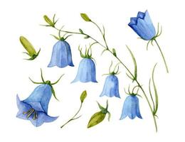 Watercolor Blue Bell Flower. Hand drawn vector set with bellflower. Illustration of Campanula on white isolated background. Drawing for wedding design or invitation cards