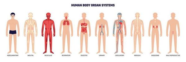 conjunto de iconos blancos del sistema de órganos del cuerpo humano vector
