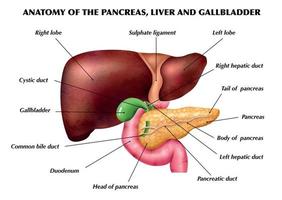 anatomía páncreas hígado infografías vector