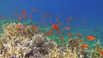 or de la mer. les antias les plus courants de la mer rouge. les plongeurs le voient en troupeaux immenses sur les pentes des récifs coralliens. video
