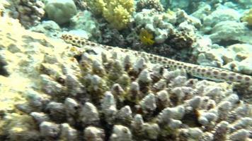schöner Fisch am Riff des Roten Meeres. video