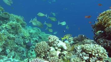 belos peixes no recife do mar vermelho. video