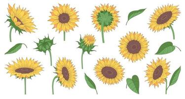 Sunflowers Cartoon Set vector