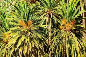 Tropical Canarian Green Palm Leaf Background photo