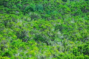 Wild Forest Pine Tree Leaves Texture photo