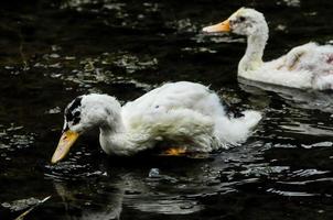 Muscovy Duck Swimming photo