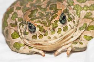 Common European Toad photo