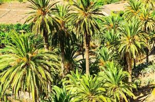 Tropical Canarian Green Palm Leaf Background photo