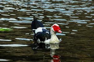 Muscovy Duck Swimming photo