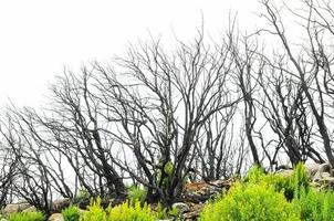 efectos del fuego en un bosque foto