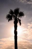 Palm Tree Silhouette photo