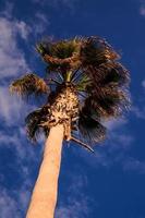 Green Palm Canarian Tree photo