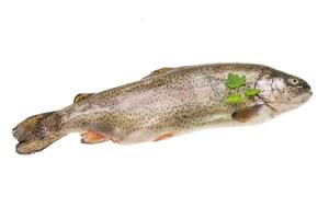 Fresh raw rainbow trout photo