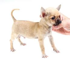 expressive portrait Chihuahua puppy photo