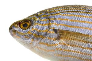 Salema porgy - sarpa fish photo