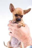 expressive portrait Chihuahua puppy photo