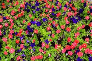 Violet and Pink Flowers photo