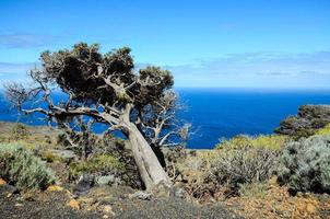 Gnarled Juniper Tree Shaped By The Wind photo