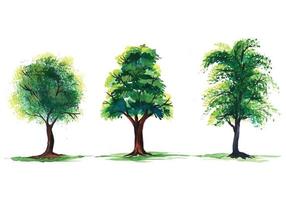 Set of various watercolor trees on transparent background vector