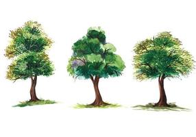 Set of various watercolor trees on transparent background vector