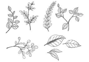 Set of various hand draw sketch leaves background vector