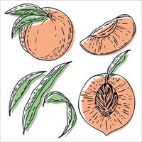 Vector peach set, peach, slice, half, whole, and leaves. Pink abstract hand-drawn fruit collection with black outline isolated on white background.