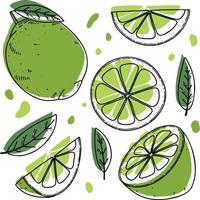 Vector lime set - lime, slice, half, whole, and leaves. Green abstract hand-drawn citrus collection with black outline isolated on white background.