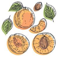 Vector Apricot set, whole fruit, slice, half, and leaves. Yellow and peach abstract hand-drawn fruit collection with black outline isolated on white background.