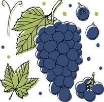 Vector grape set, grape, half, whole, and leaves. Green and blue abstract hand-drawn citrus collection with black outline isolated on white background.