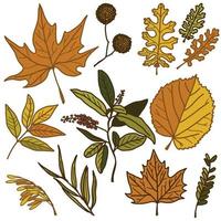 Autumn leaf set - sycamore, linden, ash, maple and other twigs. Leaves for patterns, stickers, prints and decor vector