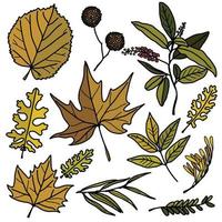 Autumn leaf set - sycamore, linden, ash, maple and other twigs. Leaves for patterns, stickers, prints and decor vector