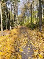 Path in the autumn forest. Road with a turn in yellow leaves photo