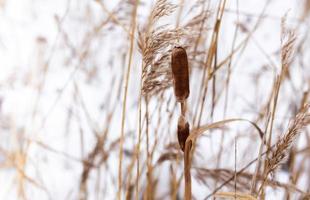 Pampas grass branches on the background of winter nature. photo