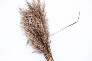 Pampas grass branches on the background of winter nature. photo