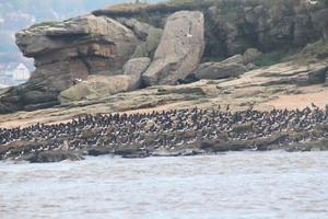 A view of Birds on Hilbre Island on the Wirral photo