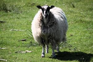A close up of a Sheep in a field photo