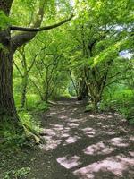 una vista de la campiña de cheshire cerca de knutsford en el verano foto