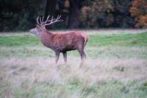 A close up of a Red Deer in the Countryside photo